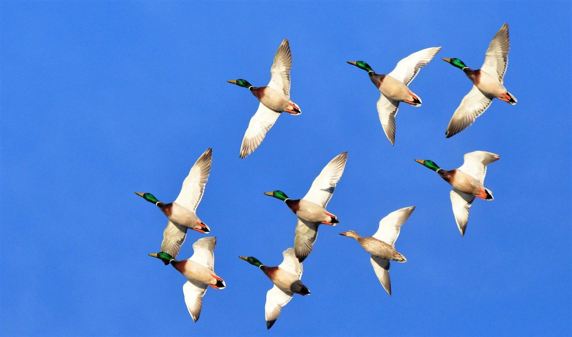 Mallard courtship